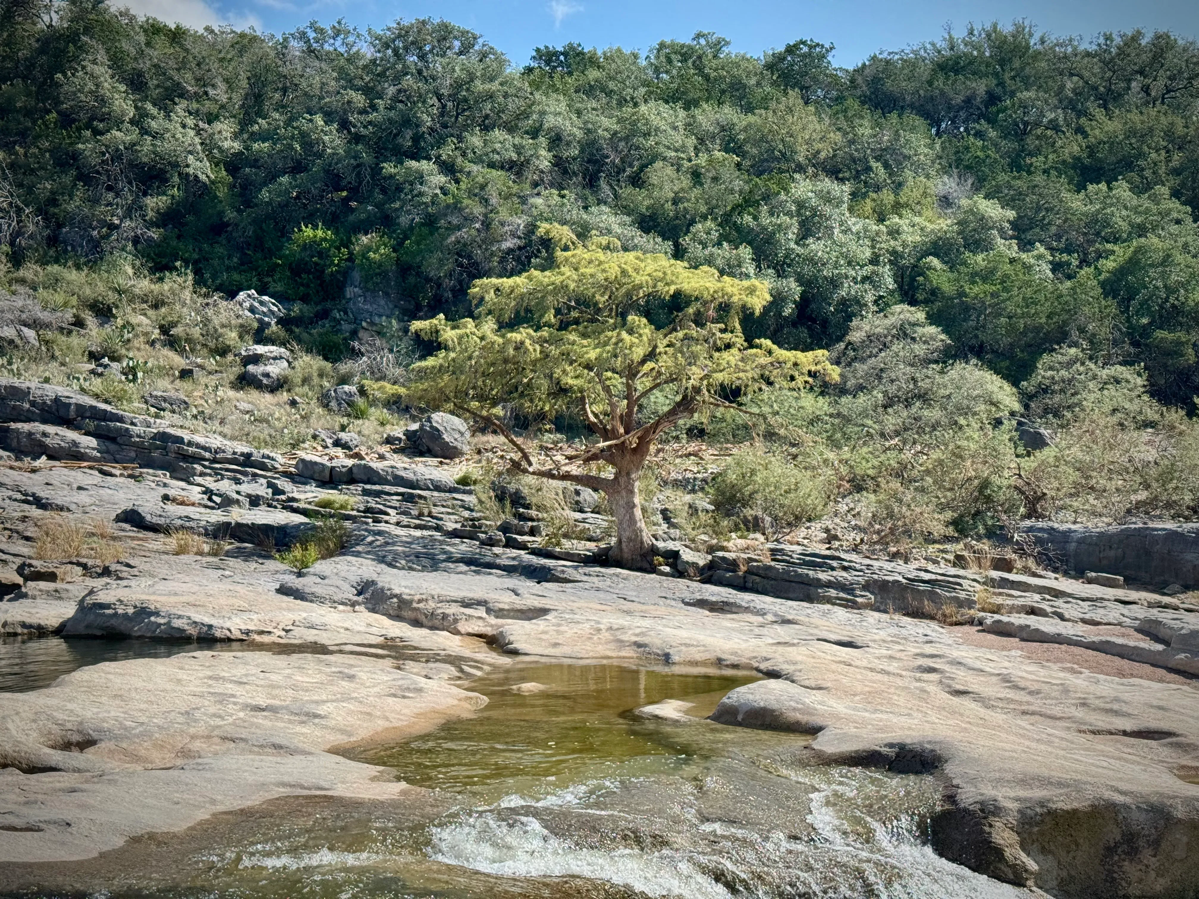 A broad cypress tree grows among limestone shelves and clear pools at Pedernales Falls, backed by dense green woodland beneath a blue sky.